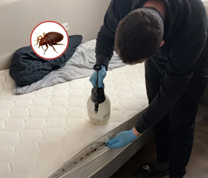 Technicien traitant un matelas contre les punaises de lit à Écouen